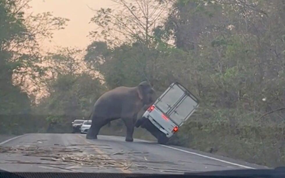 Watch the moment an elephant flips a car in Thailand