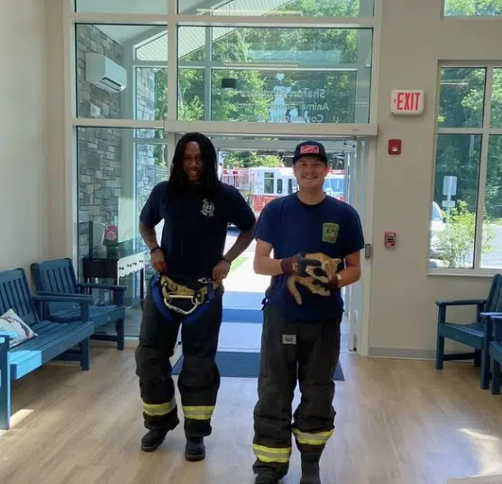 Stray kitten found under car hood gets first-class ride with Delaware firefighters