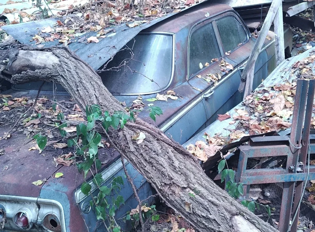 This barn find 1961 Chevrolet Impala is looking for a new home - and a major restoration - after being crushed by a tree