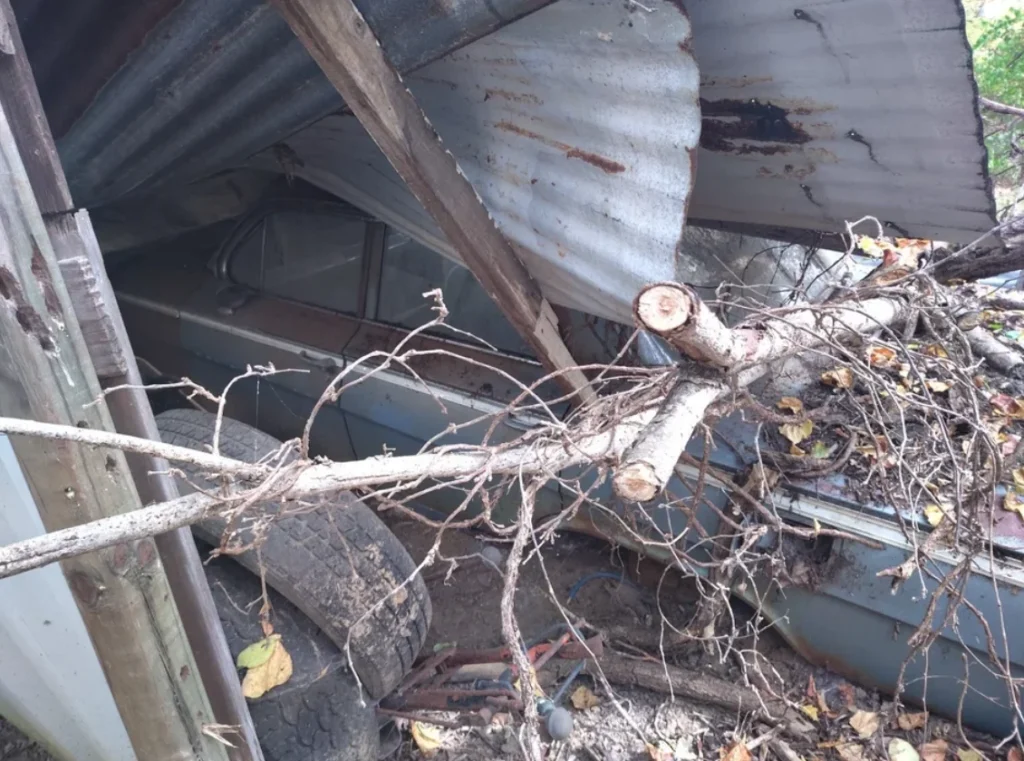 This barn find 1961 Chevrolet Impala is looking for a new home - and a major restoration - after being crushed by a tree