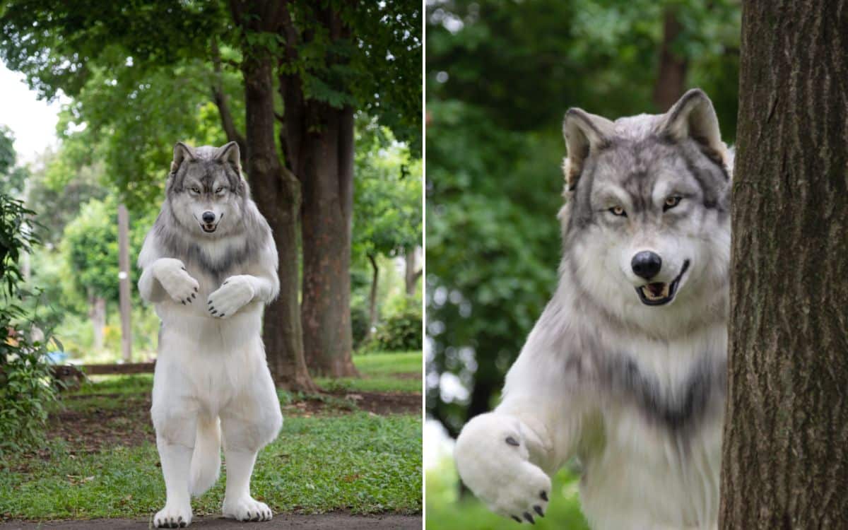 Man transforms into wolf