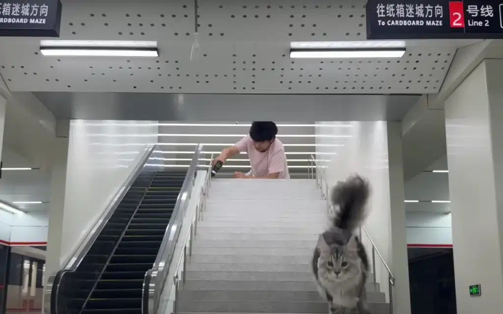 YouTuber building a train for cats