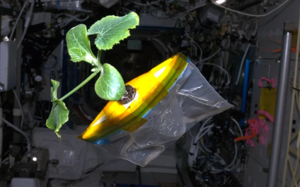 A NASA astronaut aboard the International Space Station (ISS) shared a fear-inducing image of dark-colored sprouting object, but its purpose could prove vital for space exploration