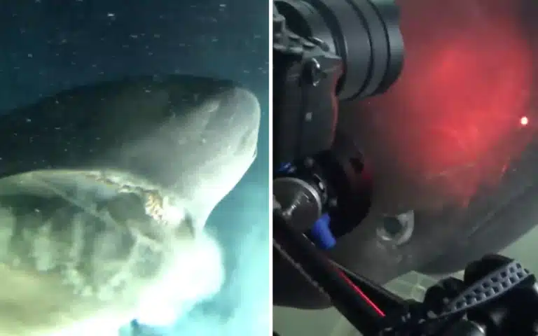 Incredible footage captures submarine encounter with ancient deep-sea monster predating most dinosaurs