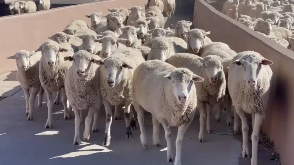 Dodge Ram 2500 herding sheep in Utah