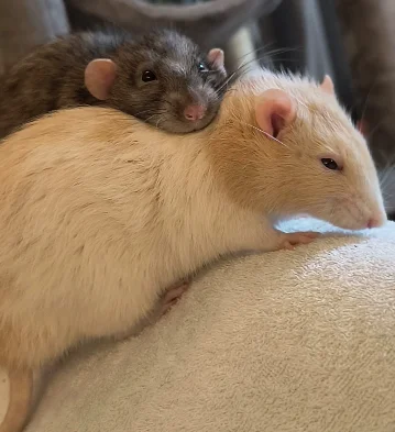 Canadian creators behind Emperors of Mischief teach rescue rats Phoebe and Spark to drive their 'Rat Rod' EV at the world's tiniest driving school