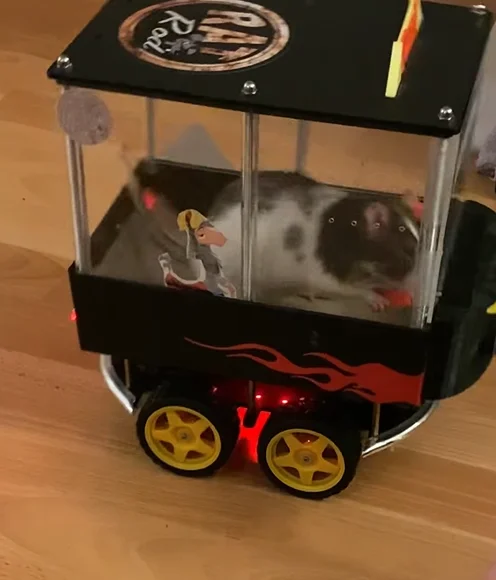 Canadian creators behind Emperors of Mischief teach rescue rats Phoebe and Spark to drive their 'Rat Rod' EV at the world's tiniest driving school