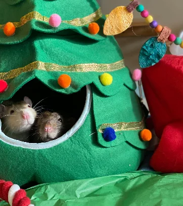 tiniest driving school