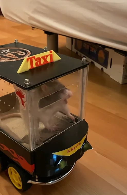 Canadian creators behind Emperors of Mischief teach rescue rats Phoebe and Spark to drive their 'Rat Rod' EV at the world's tiniest driving school