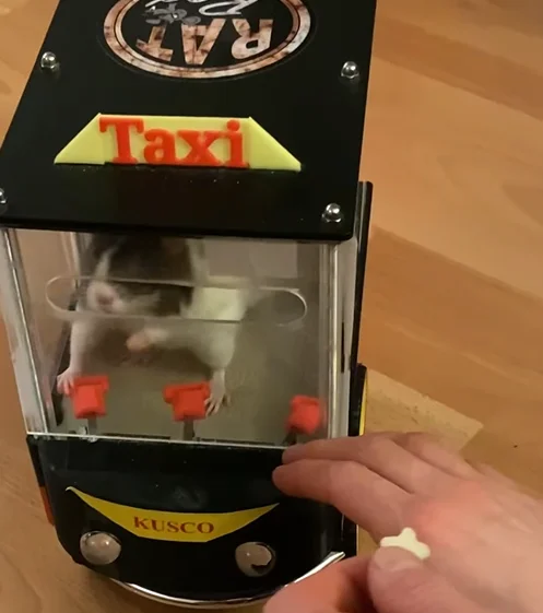 Canadian creators behind Emperors of Mischief teach rescue rats Phoebe and Spark to drive their 'Rat Rod' EV at the world's tiniest driving school