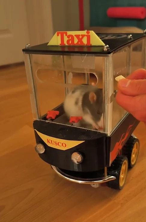 Canadian creators behind Emperors of Mischief teach rescue rats Phoebe and Spark to drive their 'Rat Rod' EV at the world's tiniest driving school