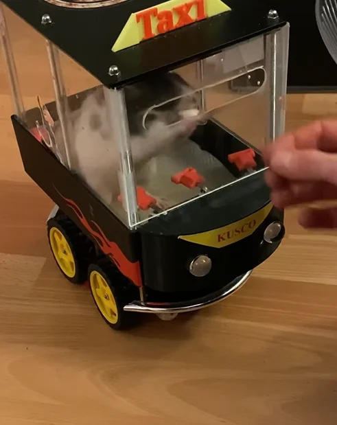 Canadian creators behind Emperors of Mischief teach rescue rats Phoebe and Spark to drive their 'Rat Rod' EV at the world's tiniest driving school