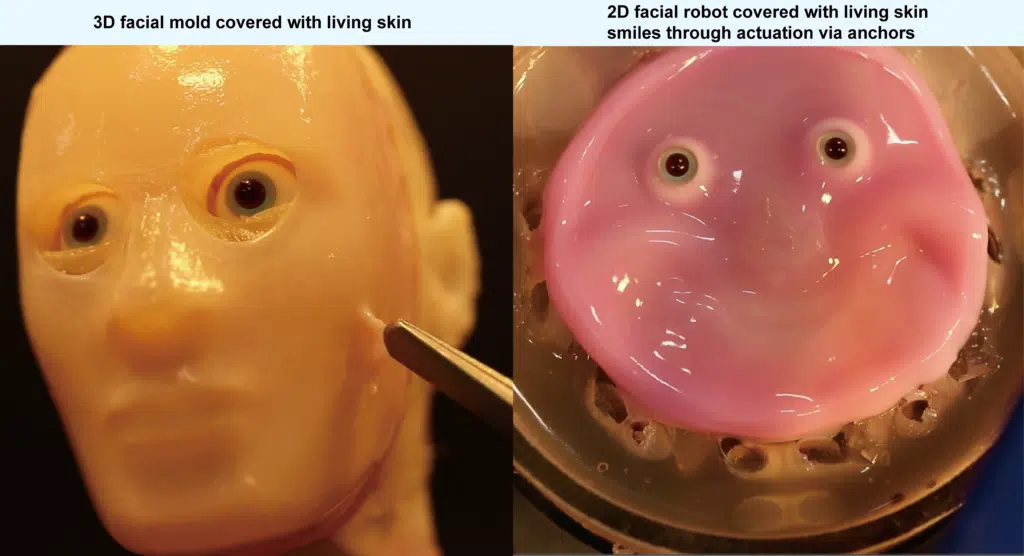 Scientists attached lab-grown skin to robots
