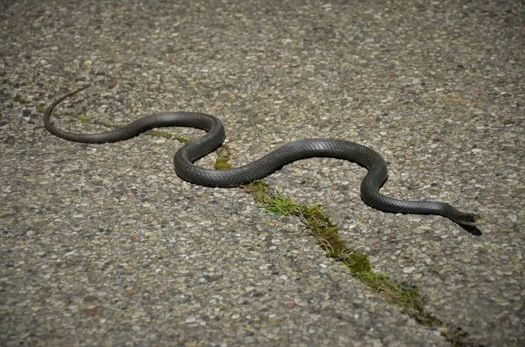 Road in Illinois closes two times every year to let snakes cross