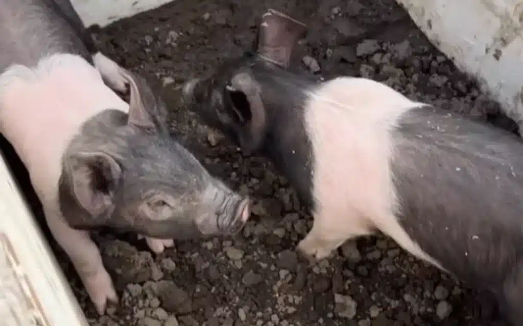 For 100 years, Oregon’s Pig-N-Ford Race has mixed Model T cars, live pigs, and pure chaos, and it might be the most redneck motorsport on Earth