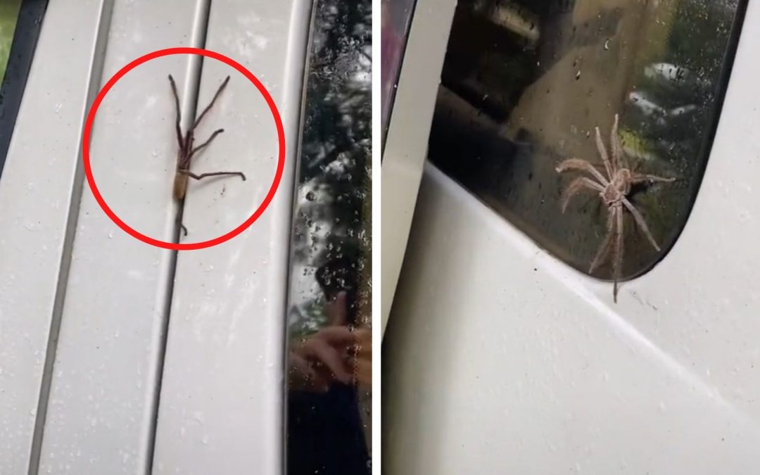 ‘Burn the car’: Couple discovers ‘family of spiders’ inside their van