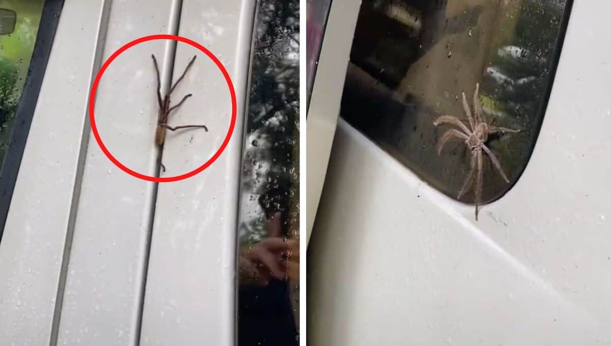 A spider crawls into van in Australia