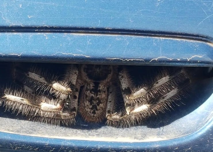 A spider nesting inside Christine Jones's car handle.