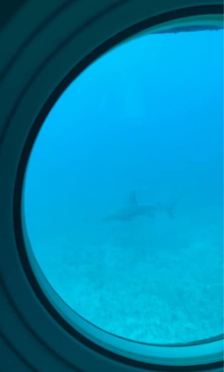 Shark under the sea