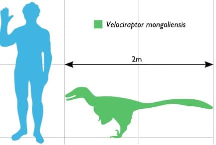 The size of a velociraptor compared to an adult human.